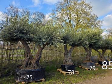 XXL Olivenbaum - www.plantaplaza.de